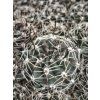 Pyrhocactus andicola JB 34