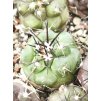Copiapoa alticostata PHA 2979