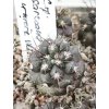 Copiapoa sarcoana PHA 2982