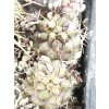 Copiapoa eremophylla PHA 2664