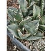 Agave oteroi GCG