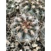 Acanthocalycium copiapoides