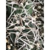 Gymnocalycium acorugatum ASK 1071