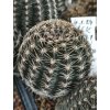 Lobivia x Chamaecereus hybr.
