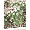 Parodia aff. maasii PHA 2836