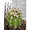 Trichocereus chilensis v. skotsbergii PHA 2901