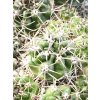 Gymnocalycium horridispinum VoS 10-862