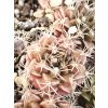 Gymnocalycium anisitsii ssp. volkerii VoS 03-039