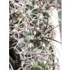 Gymnocalycium bodenbenderianum VS 1462
