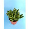 Crassula cv. BEN L
