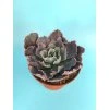 Echeveria cv. Neon Breakers L