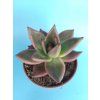 Echeveria cv. Mars L