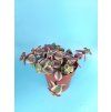 Crassula marginalis "Rubra Variegata"