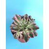 Aeonium cv. Green Tea