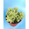 Sedum burrito