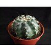 Echinocereus pulchellus