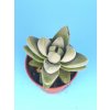 Crassula cv. Ben Moon