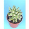 Sedum cv. Nariz de Payaso
