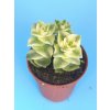 Crassula perforata "Variegata"