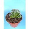 Crassula barbata L