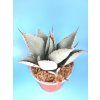Agave pygmaea