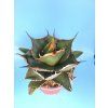 Agave titanota XL
