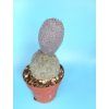 Tephrocactus geometricus XL