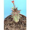 Euphorbia viguerii