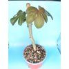 Jatropha gossyphifolia