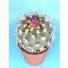 Gymnocactus horripilus XXL
