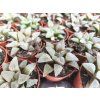 Haworthia pygmaea