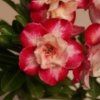 RASPBERRY RIPPLE (S.2021 #321)