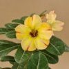 MUMBAI CITRINE (S.2022 #123)