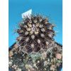 Pyrhocactus atroviridis PHA 2928