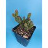 Opuntia fragilis "Fussen" XL