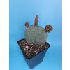 Opuntia violacea XL