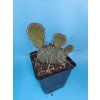 Opuntia phaecantha "Dark Knight" XL