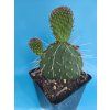 Opuntia polyacantha "Heide" XL