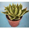 Alo polyphylla XL