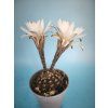 Gymnocalycium ragonezii