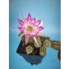 Chamaecereus  hybr PAN 17.8.61