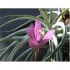 Tillandsia cacticola