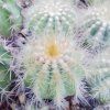 Eriocactus magnificus