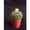 Mamillaria marxiana