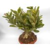 Adenium obesum velké