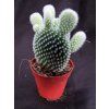 Opuntia microdasys v. albispina