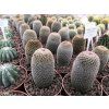 Mamillaria matudae