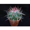 Ferocactus steinesii v. pilosus