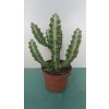 Euphorbia lactea compacta