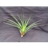 Tillandsia melanocrater